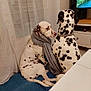 dalmatian, dog, scarf, indoor, blue_blanket, window, curtains, television, nature_scene, white_dogs, black_spots, pets, sitting, cozy, living_room, furniture, relaxed, companion, domestic, home