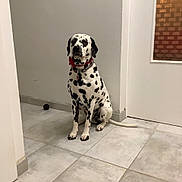 Sanko Et Saika a rejoint le concours — aidez-le/la à gagner de superbes lots ! animal, ball, black_spots, calm, collar, corner, dalmatian, dog, domestic, door, floor, house, indoor, looking, pet, quiet, red_collar, sitting, tile, white_fur