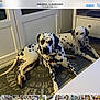 dalmatian, dog, pets, indoor, relaxed, lying_down, carpet, home, furniture, floor, white, black_spots, animal, canine, two_animals, resting, domestic, mammal, companion, quiet