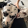 dalmatian, dog, pet, animal, spotted, close_up, indoor, resting, nuzzling, blanket, table, remote_control, fur, companion, friendship, canine, head, face, white, black_spots