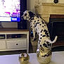 dalmatian, dog, living_room, fireplace, television, news, table, golden_apple, decor, spot, pet, indoor, furniture, speaker, remote_control, curious, animal, white, black_spots, home