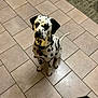 Sanko Et Saika participe au concours pour gagner de l'argent avec cette photo : animal, black_spots, calm, canine, collar, dalmatian, dog, domestic_animal, ears, floor, flooring, indoor, kitchen_mat, looking_up, paw, pet, sitting, tail, tile_floor, white_fur