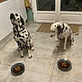 dalmatian, dog, pet, kitchen, food, bowl, tile_floor, birthday_candle, indoor, waiting, animal, spotty_coat, collar, celebration, treat, two_dogs, floor_mat, cabinet, door, well_behaved