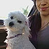 Duchess is registered to the contest to win money with this photo: dog, white_dog, small_dog, woman, smile, car_interior, seat, window, daylight, casual, pet, fluffy_dog, lap, portrait, human, animal, cute, indoor, relaxed, transportation