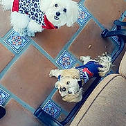 Duchess joined the competition — help win amazing prizes! dog, small_dog, sweater, white_dog, tan_dog, tile_floor, indoor, pet, cute, looking_up, furniture_leg, beige_chair, black_table_leg, cozy, animal, companion, floor_tile_pattern, curious, domestic, two_dogs
