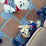 dog, small_dog, sweater, white_dog, tan_dog, tile_floor, indoor, pet, cute, looking_up, furniture_leg, beige_chair, black_table_leg, cozy, animal, companion, floor_tile_pattern, curious, domestic, two_dogs