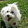 Duchess