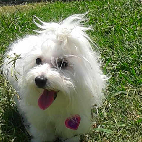 Duchess