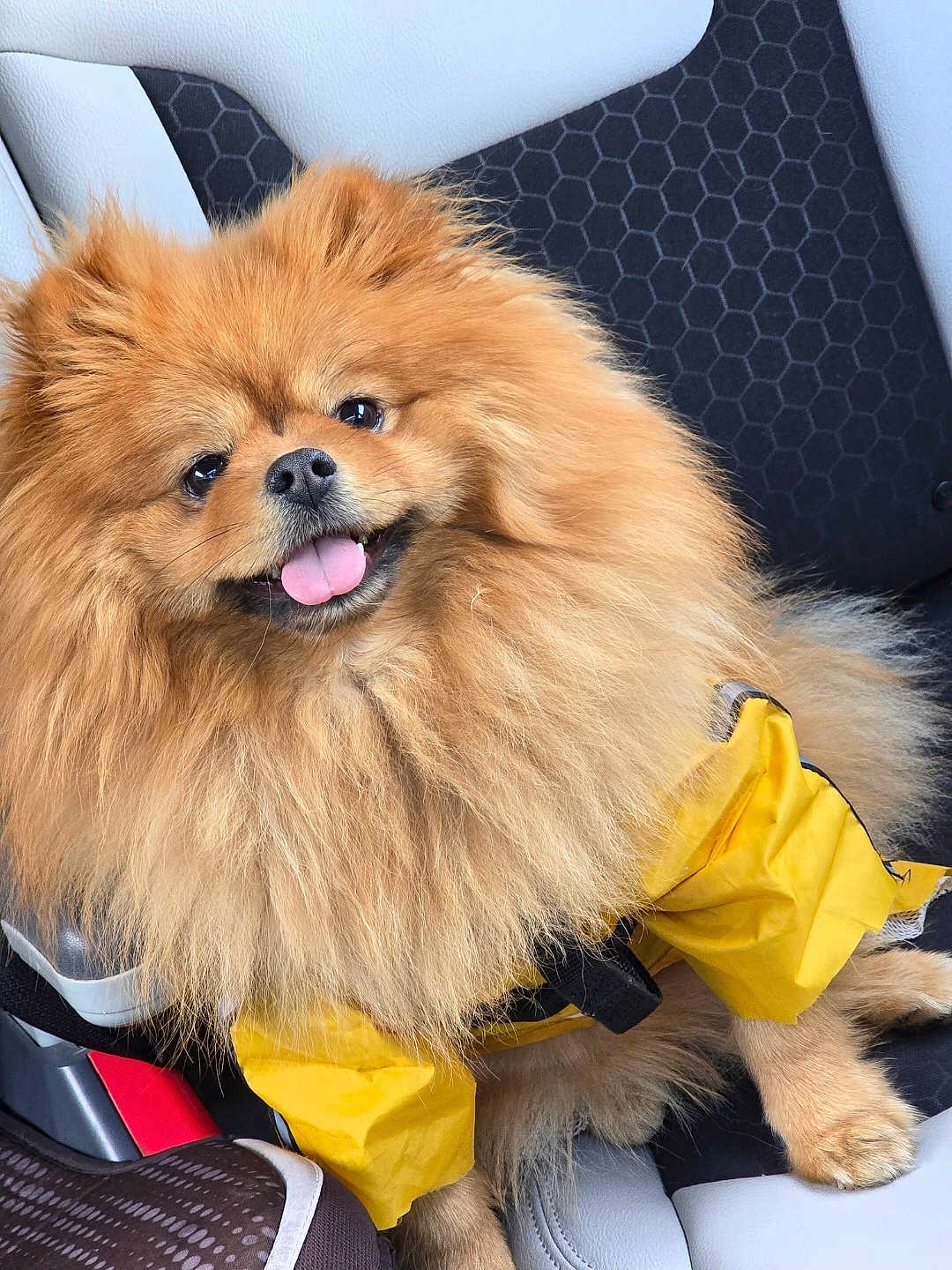 Oso joined the competition — help win amazing prizes! dog, pomeranian, fluffy, yellow_jacket, pet, car_seat, happy, tongue_out, fur, animal, cute, small_dog, indoors, seat, smiling, pet_clothing, canine, companion, adorable, transport
