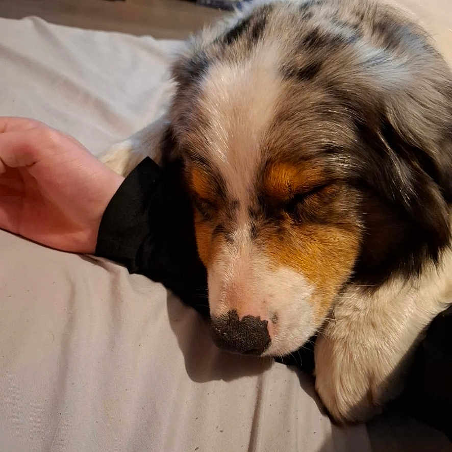 Millie joined the competition — help win amazing prizes! animal, arm, bed, calm, casual, closeup, comfort, companion, cozy, dog, friendship, fur, home, human, indoor, pet, relaxing, resting, sleeping, tri_color