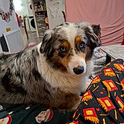 Millie participe au concours pour gagner de l'argent avec cette photo : dog, australian_shepherd, heterochromia, indoor, blanket, couch, person, clothing, pattern, fur, pet, animal, living_room, curious, seated, domestic, cozy, multicolor, eyes, casual