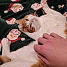 cat, orange_and_white_cat, hand, blanket, santa_pattern, holiday_theme, pet, indoor, relaxed, lying_down, feline, cozy, human_interaction, scratching, soft_texture, comfort, playful, warm, holiday, festive