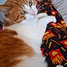 cat, orange_cat, white_cat, pet, lap, person, foot, pants, patterned_pants, fries_pattern, indoor, home, furniture, relaxing, cute, animal, whiskers, pink_paw_pads, curious, cozy