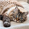 animal, blanket, blue_eyes, cat, close_up, comfortable, cozy, cute, domestic_cat, feline, fluffy, indoor, lying_down, pet, portrait, relaxed, resting, soft_fur, tabby, whiskers