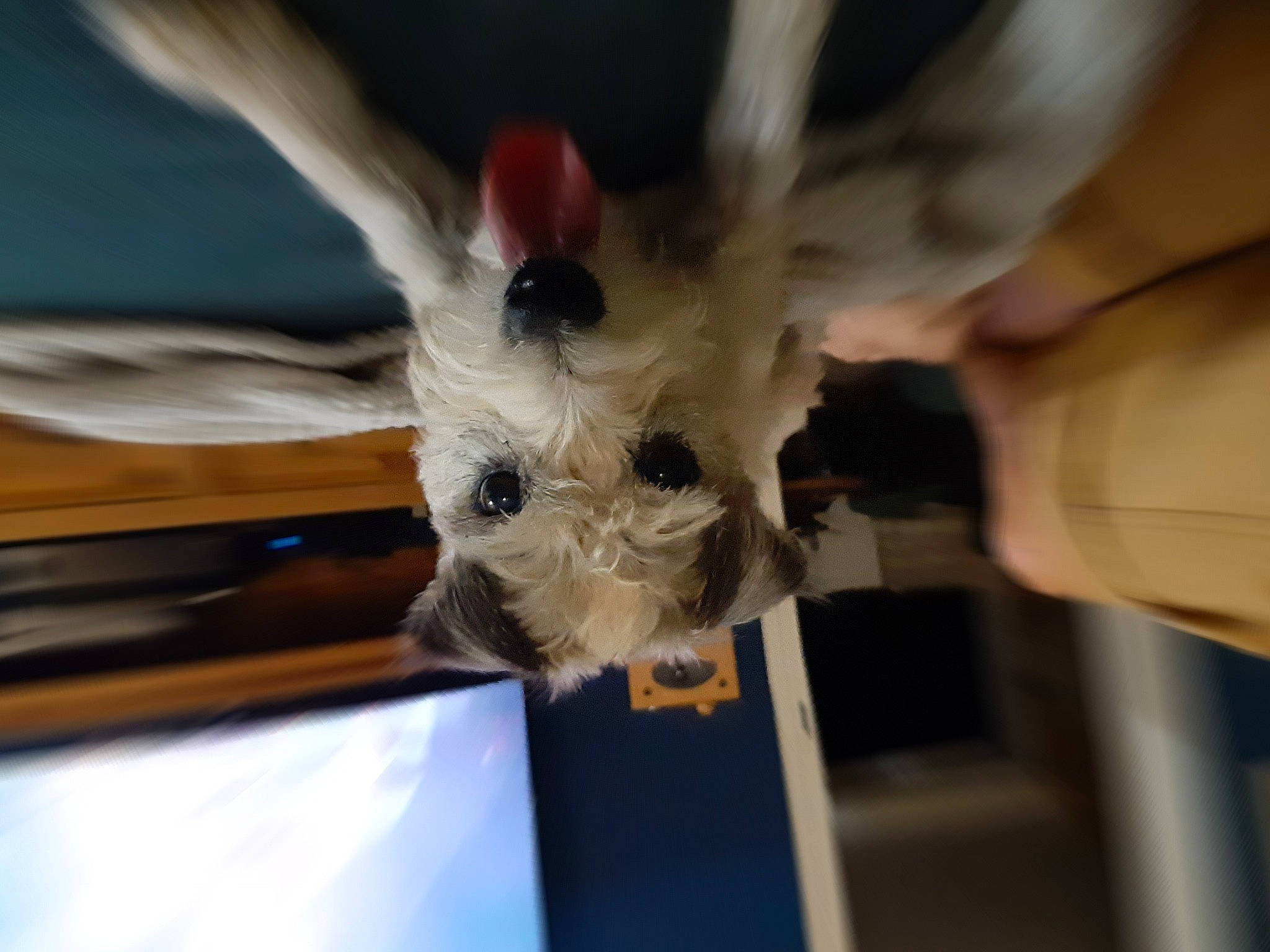 Horace a rejoint le concours — aidez-le/la à gagner de superbes lots ! canidae, carnivore, collar, companion_dog, dog, dog_breed, ear, fawn, felidae, fur, gesture, small_terrier, small_to_medium_sized_cats, snout, sporting_group, sunglasses, terrier, toy_dog, whiskers, working_animal