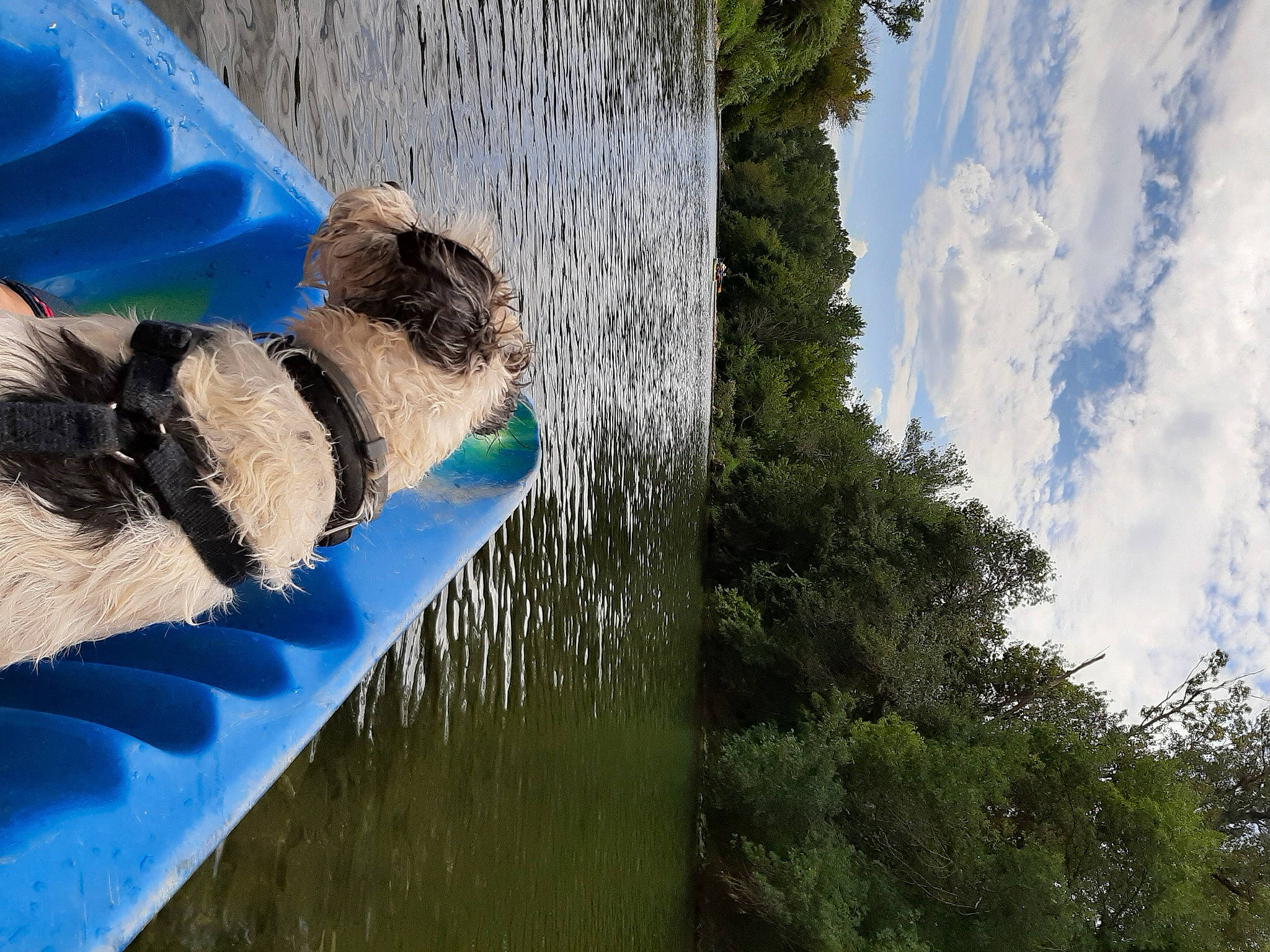 Horace a rejoint le concours — aidez-le/la à gagner de superbes lots ! adventure, boats_and_boating_equipment_and_supplies, cloud, dog_breed, fun, fur, glove, grass, lake, leisure, plant, recreation, reflection, rock, sky, tree, water, water_resources, watercourse, wood