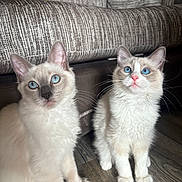Betsy And Bailey joined the competition — help win amazing prizes! cat, blue_eyes, fluffy, white_fur, indoor, floor, couch, furniture, curious, pet, animal, sitting, domestic, closeup, whiskers, ears, young, cute, companions, soft