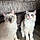 Betsy And Bailey