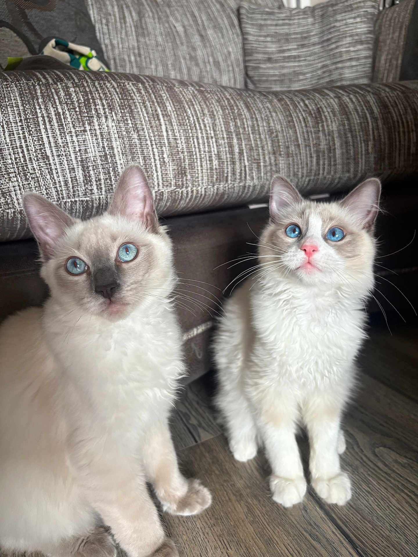 Betsy And Bailey joined the competition — help win amazing prizes! cat, blue_eyes, fluffy, white_fur, indoor, floor, couch, furniture, curious, pet, animal, sitting, domestic, closeup, whiskers, ears, young, cute, companions, soft