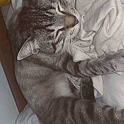 Kinaï a rejoint le concours — aidez-le/la à gagner de superbes lots ! animal, bed, blanket, cat, closeup, cozy, cute, domestic_cat, feline, fur, indoor, paw, pet, relaxed, resting, sleeping, soft, striped_fur, tabby, whiskers