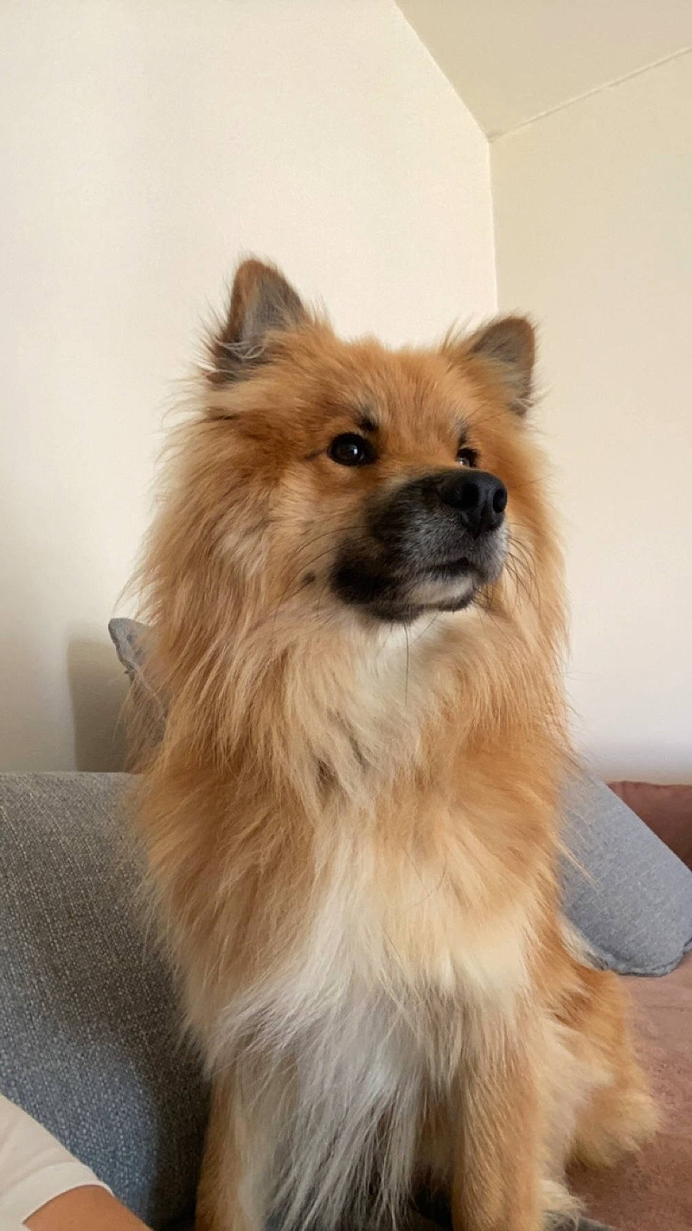Kiko participe au concours pour gagner de l'argent avec cette photo : canidae, carnivore, companion_dog, dog, dog_breed, fawn, fur, german_spitz, german_spitz_klein, german_spitz_mittel, non_sporting_group, snout, spitz, sporting_group, terrestrial_animal, toy_dog, volpino_italiano, whiskers, working_animal