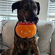 Camden is registered to the contest to win money with this photo: animal, blinds, brindle, companion, couch, cozy, curious, cute, dog, domestic_animal, fur, indoor, living_room, mouth, pet, plush_toy, pumpkin_toy, sitting, toy, window