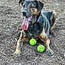animal, black_coat, brown_coat, canine, close_up, collar, dog, fur, ground, happy, mulch, outdoor, paw, pet, playful, resting, smiling, tennis_balls, tongue, tongue_out