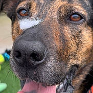 Camden is registered to the contest to win money with this photo: dog, close_up, tongue_out, nose, fur, brown, black, pet, animal, happy, playful, outdoor, grass, collar, ears, mouth, whiskers, tongue, canine, fluff