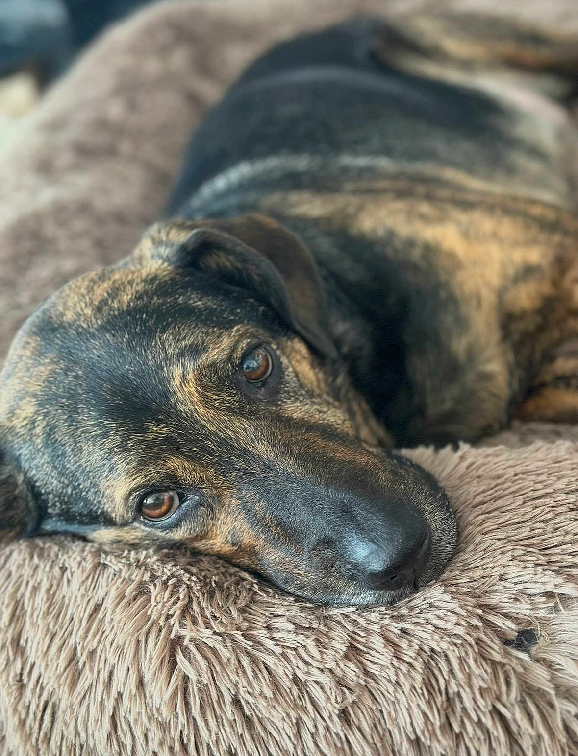 Camden is registered to the contest to win money with this photo: dog, canine, pet, lying_down, closeup, brown_fur, black_fur, bed, cushion, resting, face, portrait, animal, sleepy, furry, domestic_animal, relaxed, nose, ears, indoor