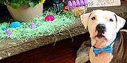 Mickey joined the competition — help win amazing prizes! american_bulldog, american_pit_bull_terrier, american_staffordshire_terrier, boxer, bulldog, canidae, carnivore, dog, dog_breed, dogo_argentino, fawn, flower, guard_dog, labrador_retriever, non_sporting_group, pit_bull, puppy, puppy_love, sporting_group, wood