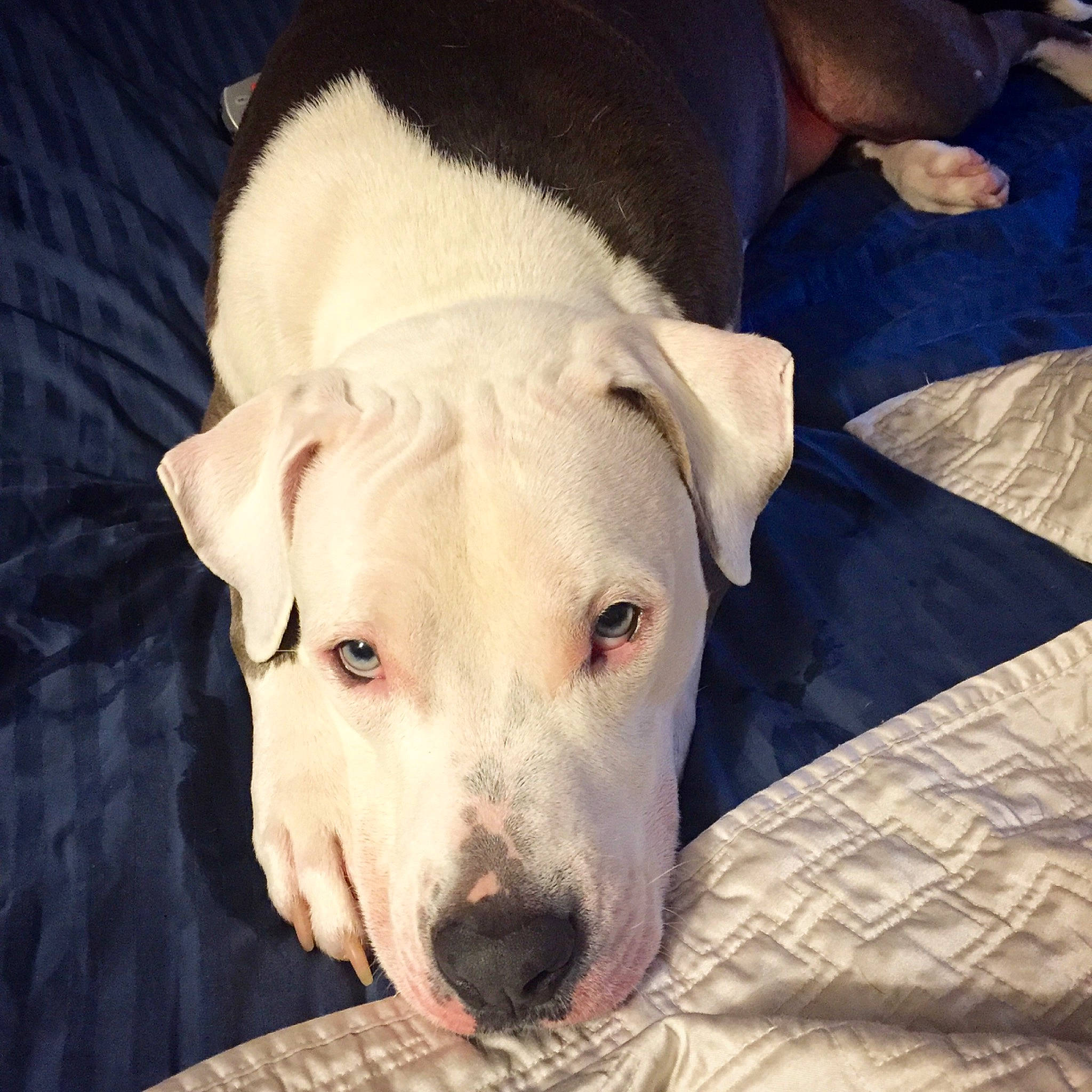 Mickey joined the competition — help win amazing prizes! american_bulldog, american_pit_bull_terrier, bully_kutta, canidae, carnivore, cordoba_fighting_dog, dog, dog_breed, dogo_argentino, dogo_guatemalteco, guard_dog, gull_terr, mammal, molosser, non_sporting_group, old_english_terrier, pit_bull, rare_breed_dog, snout, vertebrate