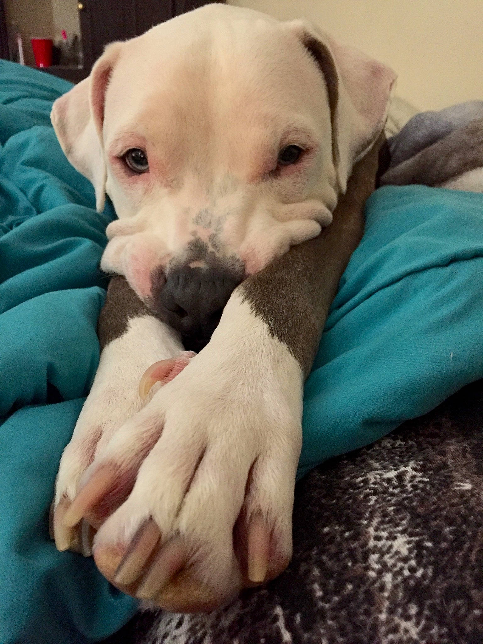 Mickey joined the competition — help win amazing prizes! american_bulldog, canidae, carnivore, companion_dog, dog, dog_breed, dogo_argentino, dogo_guatemalteco, fawn, hand, mammal, non_sporting_group, nose, pit_bull, puppy, puppy_love, rare_breed_dog, skin, snout, vertebrate