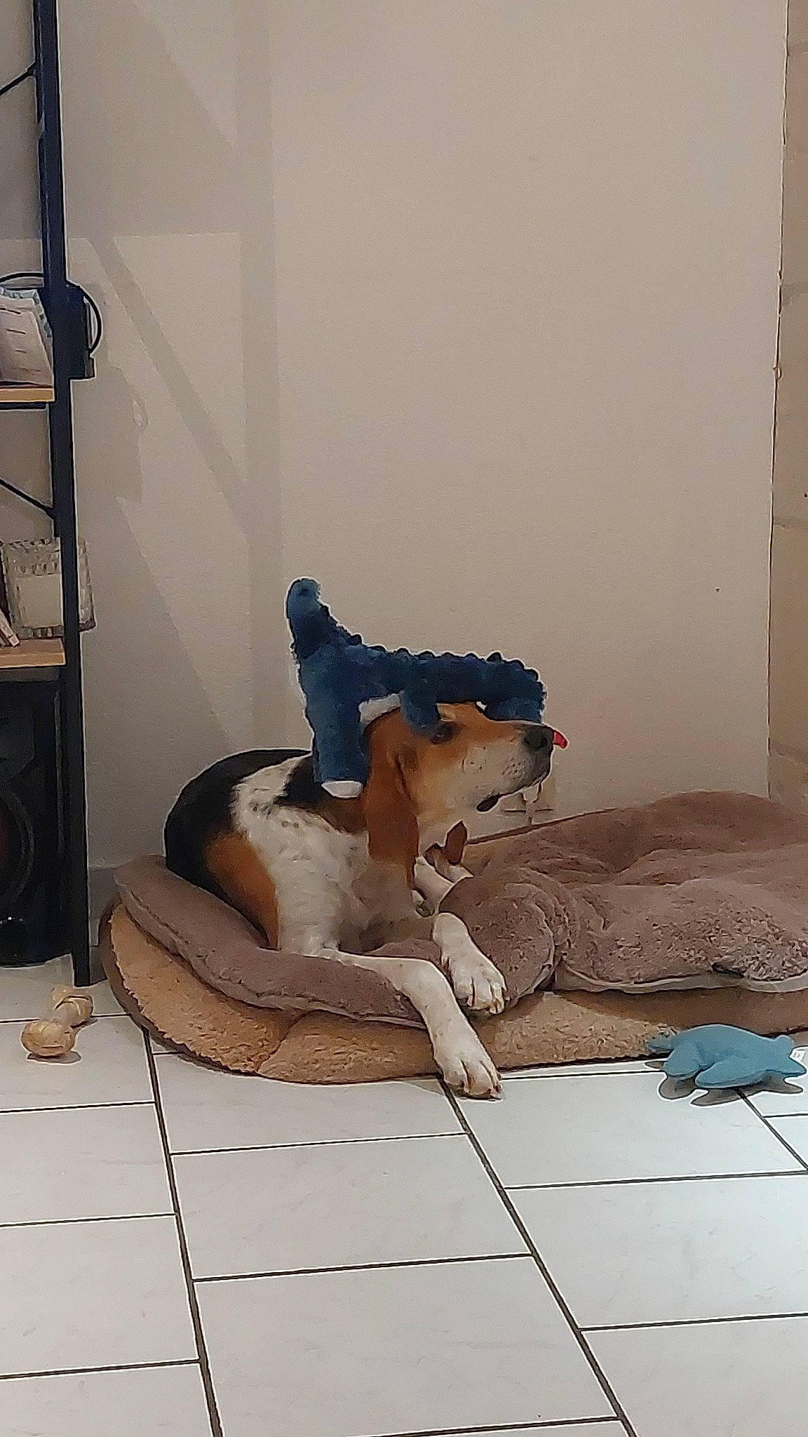 Cody participe au concours pour gagner de l'argent avec cette photo : art, comfort, dress, fawn, felidae, floor, flooring, fur, hardwood, head, human_body, human_leg, knee, leg, linens, room, sitting, tail, thigh, wood