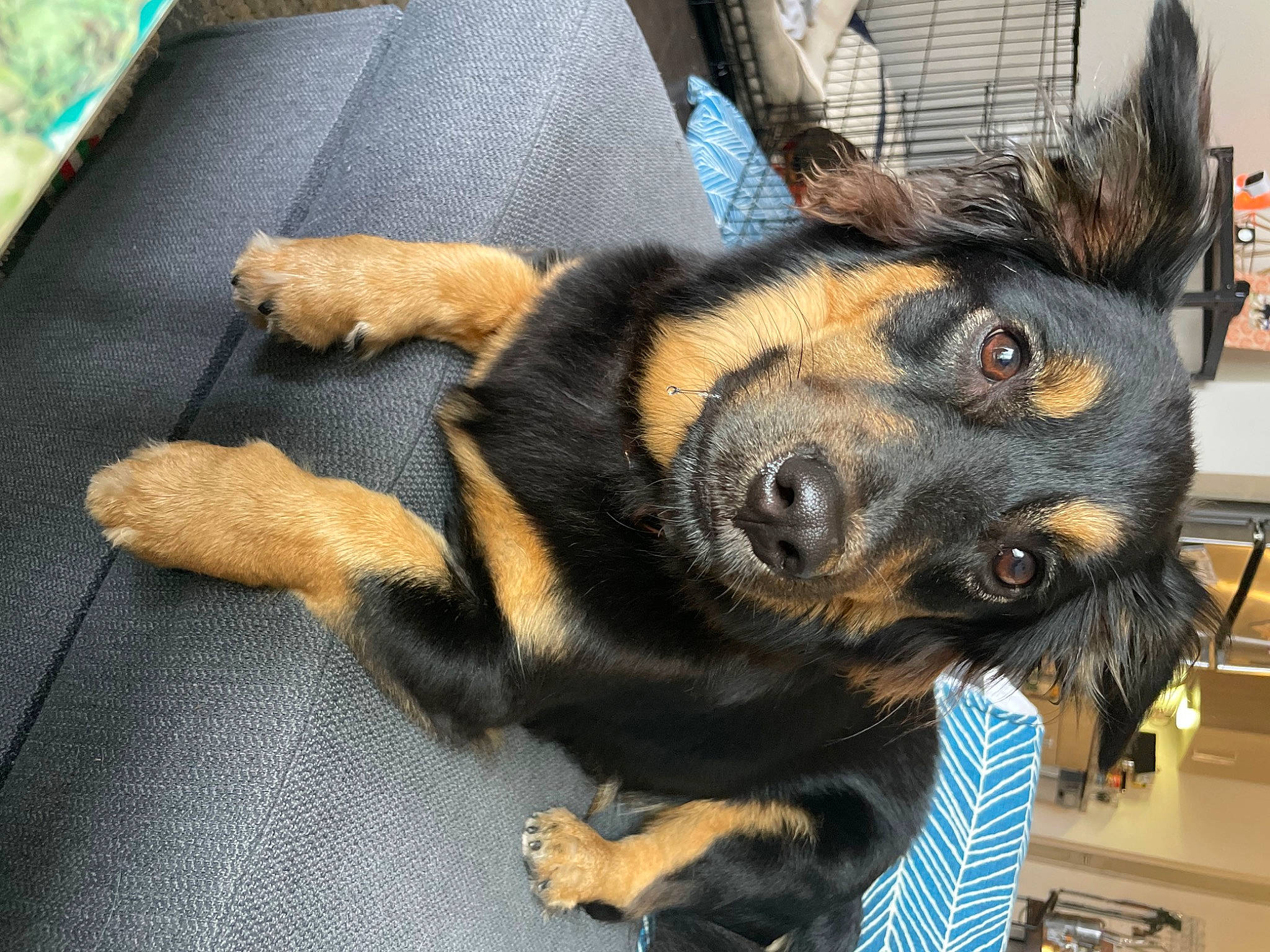 Ginny joined the competition — help win amazing prizes! canidae, carnivore, claw, comfort, companion_dog, dog, dog_breed, ear, fawn, fur, guard_dog, paw, snout, sporting_group, terrestrial_animal, whiskers, working_animal, working_dog