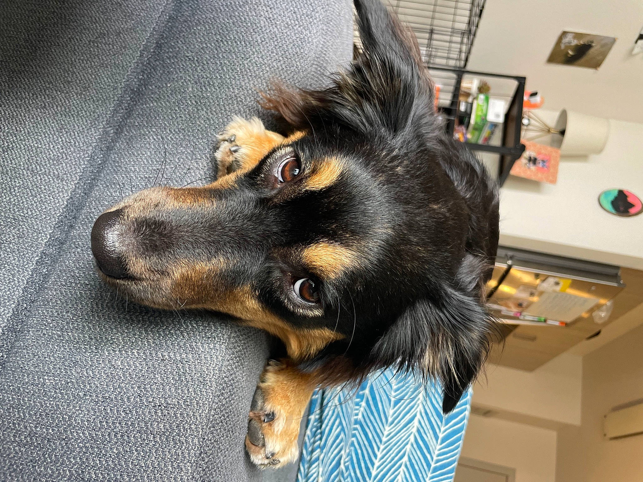 Ginny is registered to the contest to win money with this photo: box, canidae, carnivore, claw, companion_dog, computer_keyboard, dog, dog_breed, dog_supply, ear, fur, guard_dog, paw, pet_supply, snout, sporting_group, terrestrial_animal, whiskers, working_animal, working_dog