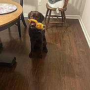 Bodhi joined the competition — help win amazing prizes! dog, puppy, chocolate_labrador, toy, excavator_toy, wooden_floor, chair, table, indoor, pet, animal, flooring, playful, obedient, brown, furniture, household, domestic, cute, young_dog