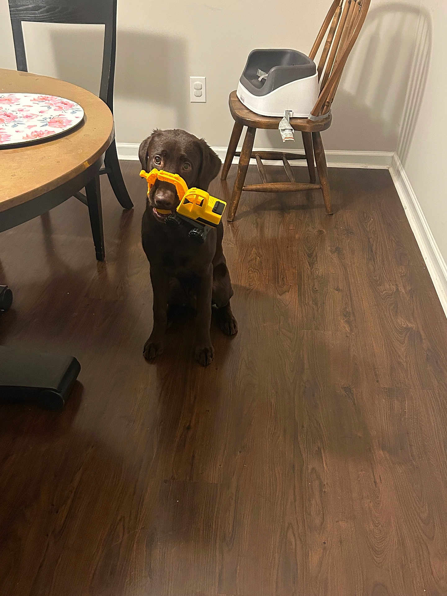 Bodhi joined the competition — help win amazing prizes! dog, puppy, chocolate_labrador, toy, excavator_toy, wooden_floor, chair, table, indoor, pet, animal, flooring, playful, obedient, brown, furniture, household, domestic, cute, young_dog