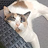 Poly a rejoint le concours — aidez-le/la à gagner de superbes lots ! cat, calico, animal, pet, relaxed, lounging, outdoor, chair, woven, cushion, grass, feline, resting, head, paw, fur, nature, daylight, comfort, closeup