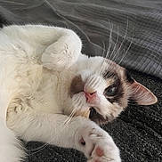 Poly participe au concours pour gagner de l'argent avec cette photo : cat, white_cat, pet, animal, whiskers, paw, fur, relaxing, laying_down, close_up, cute, domestic_cat, indoor, resting, face, pink_nose, curious, feline, soft, cozy