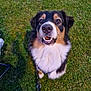 Vallya a rejoint le concours — aidez-le/la à gagner de superbes lots ! dog, pet, grass, leash, outdoor, tricolor, fur, canine, animal, friendly, happy, looking_up, muzzle, ears, black, brown, white, nature, playful, companion
