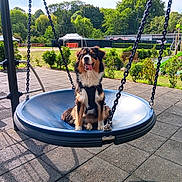 Vallya participe au concours pour gagner de l'argent avec cette photo : dog, swing, playground, outdoor, park, pet, animal, happy, tongue_out, sunny, trees, greenery, sky, chain, leisure, fun, daytime, nature, grass, seat