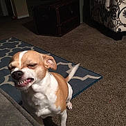 Tinkerbell is registered to the contest to win money with this photo: dog, small_dog, brown_and_white, carpet, rug, indoor, living_room, armchair, patterned_furniture, pet, tail, funny_face, sneezing, expression, cute, animal, home, floor, furniture, canine