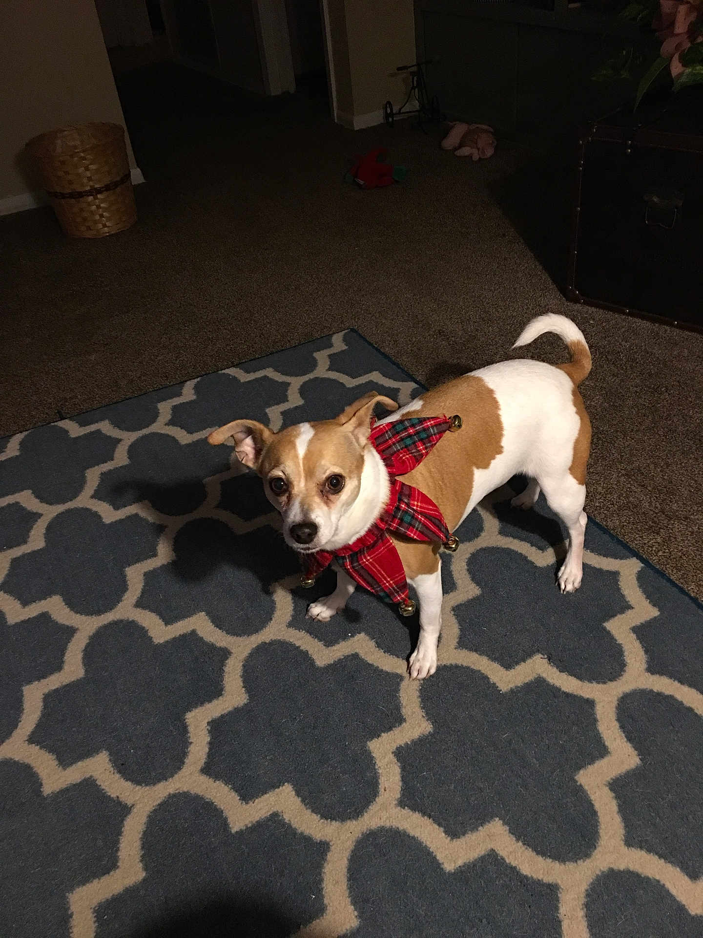 Tinkerbell joined the competition — help win amazing prizes! dog, pet, indoor, carpet, brown_and_white, collar, bells, plaid, small_dog, alert, shadow, flooring, home, animal, canine, looking_up, ears_up, curious, standing, living_room