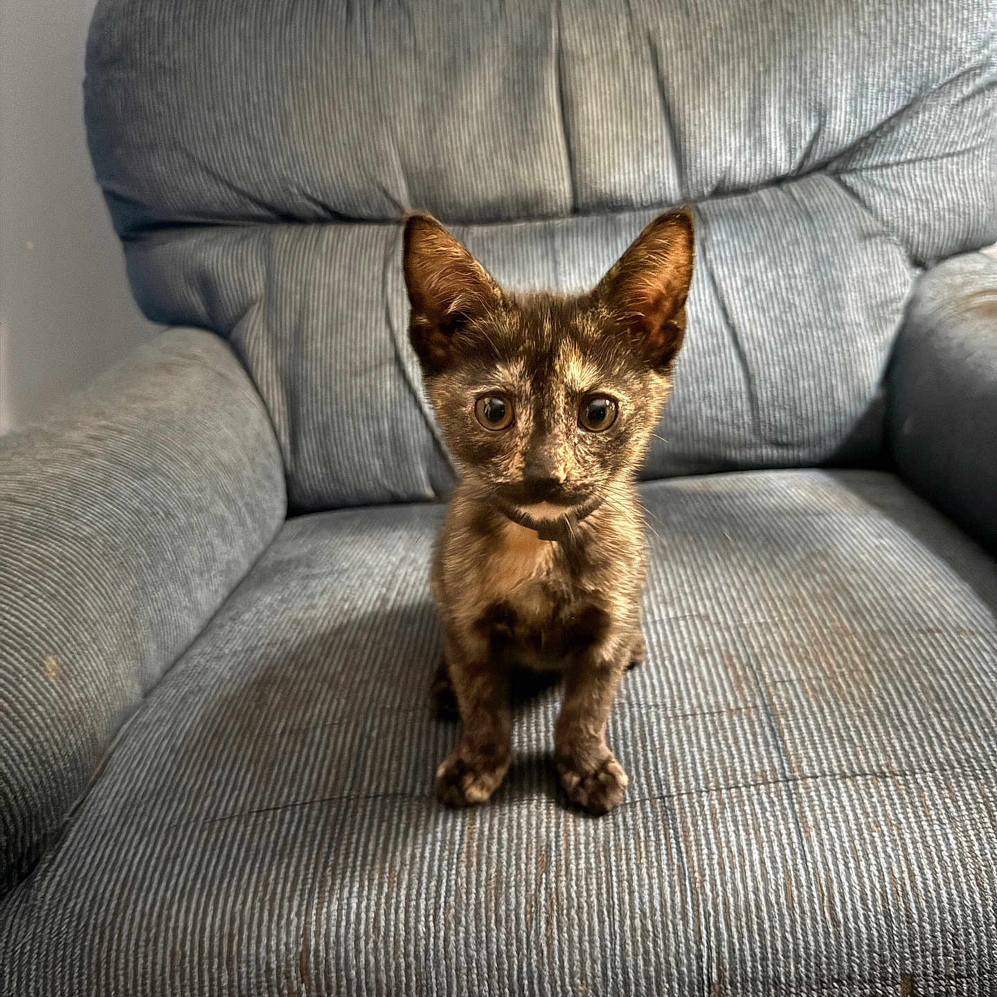 Lucy joined the competition — help win amazing prizes! kitten, cat, tortoiseshell, pet, animal, blue_armchair, furniture, indoor, curious, young, small, cute, fur, whiskers, ears, eyes, sitting, looking, domestic, cozy