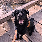 Gunner is registered to the contest to win money with this photo: animal, black_dog, canine, closeup, daylight, dog, fur, happy, leash, nature, outdoor, pet, portrait, sitting, smiling, sunlight, tongue_out, water, wood, wooden_bridge