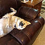 dog, pet, couch, leather, relaxed, indoor, living_room, furniture, brown, cozy, upside_down, paw, ear, fur, collar, home, carpet, table, photo_frame, animal