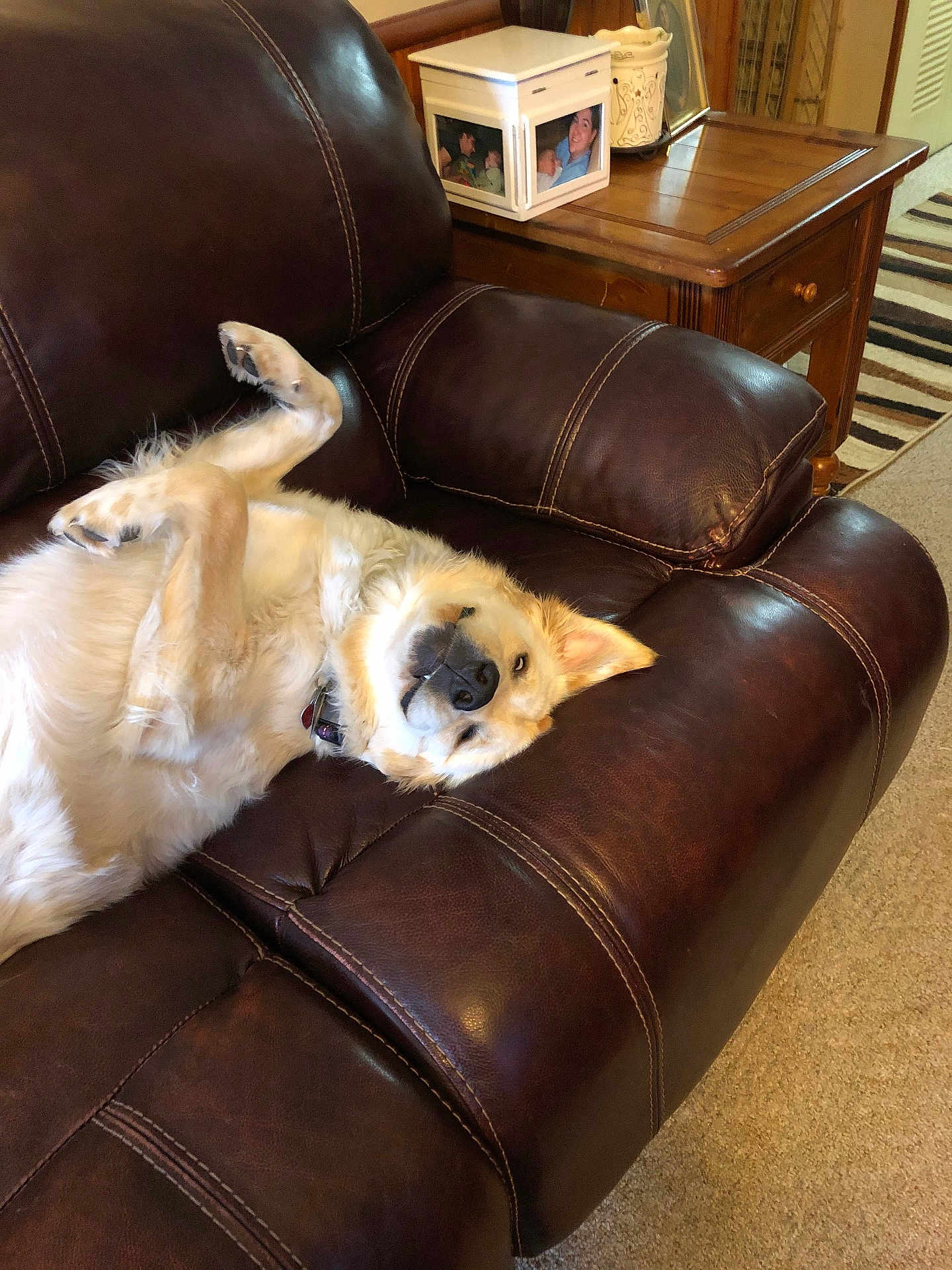 Crow joined the competition — help win amazing prizes! dog, pet, couch, leather, relaxed, indoor, living_room, furniture, brown, cozy, upside_down, paw, ear, fur, collar, home, carpet, table, photo_frame, animal