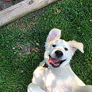 Zappa joined the competition — help win amazing prizes! dog, white_dog, grass, outdoor, playful, happy, tongue_out, ears_flopped, pet, garden, sunlight, greenery, nature, smiling_dog, canine, collar, closeup, summer, animal, cute