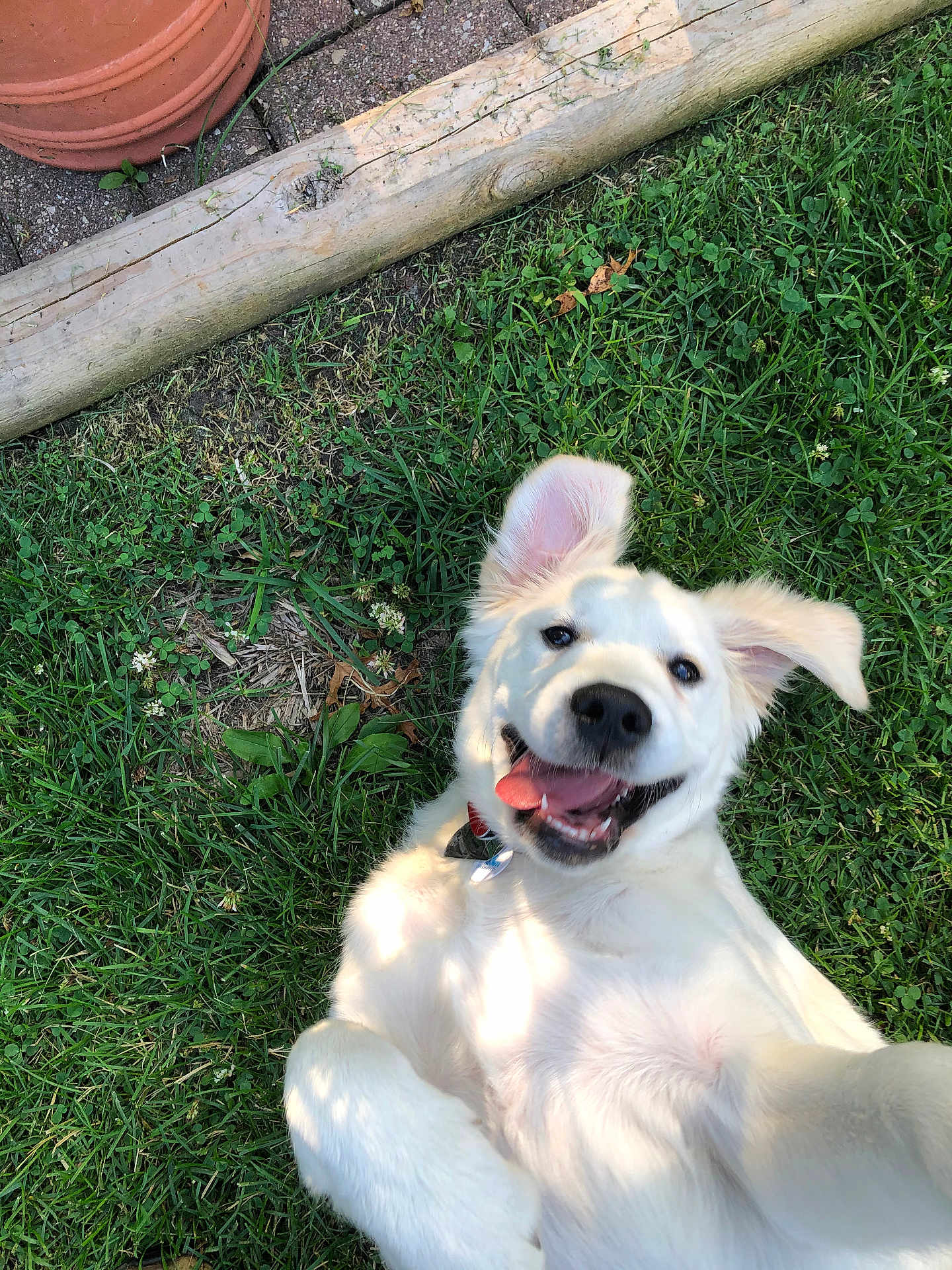 Zappa