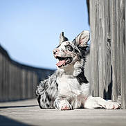 Kinai a rejoint le concours — aidez-le/la à gagner de superbes lots ! animal, blue_sky, boardwalk, border_collie, canine, daytime, dog, ears, fur, happy, lying_down, muzzle, nature, outdoor, pet, relaxing, smiling, sunlight, tongue_out, wood